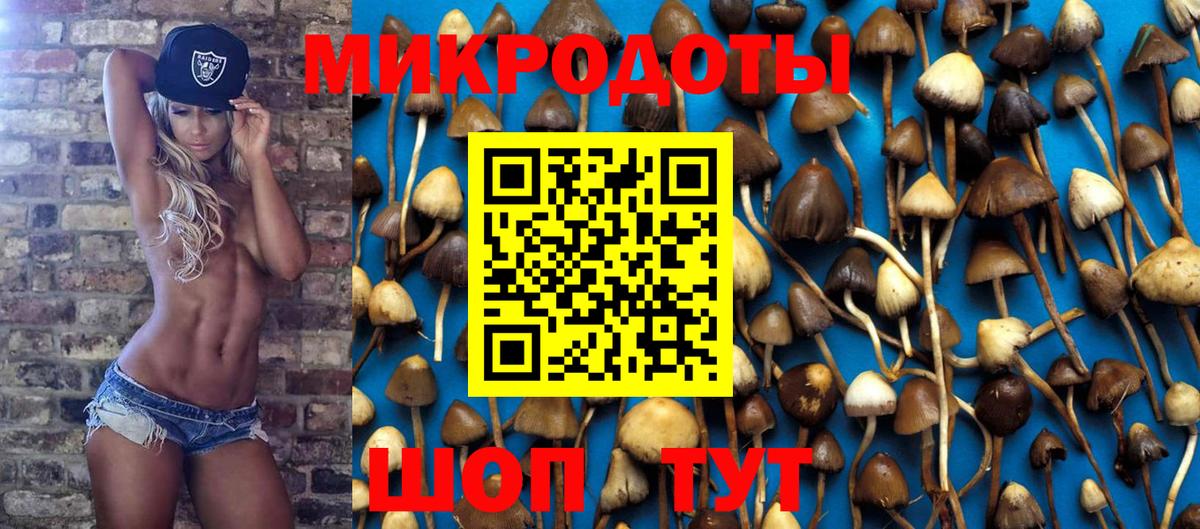 Псилоцибиновые грибы Psilocybine cubensis Лениногорск